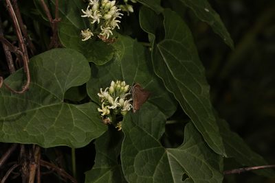 Cynanchum laeve, photographed by Judy Gallagher