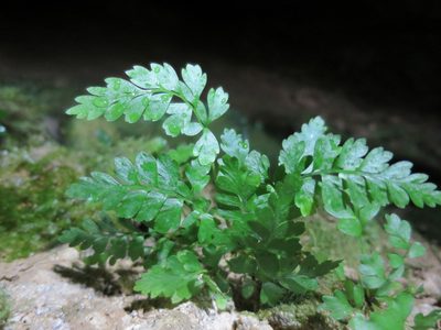 Asplenium cimmeriorum, photographed by Alice Shanks