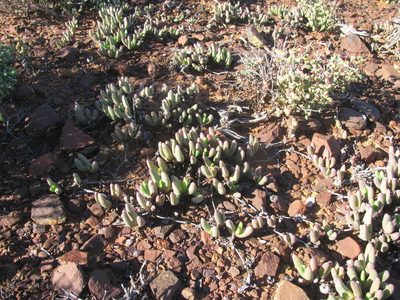 Cephalophyllum curtophyllum, photographed by douglaseustonbrown