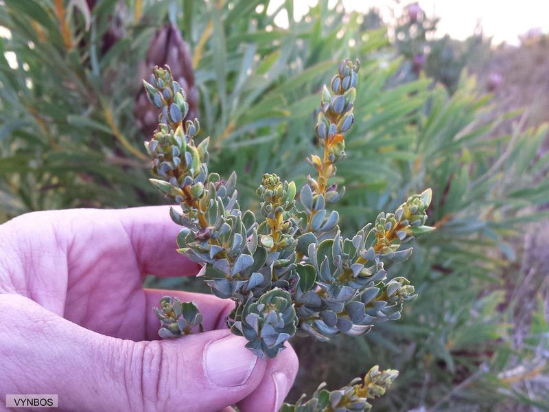 Cyclopia buxifolia, photographed by Chris Vynbos