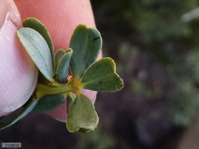 Cyclopia buxifolia, photographed by Chris Vynbos