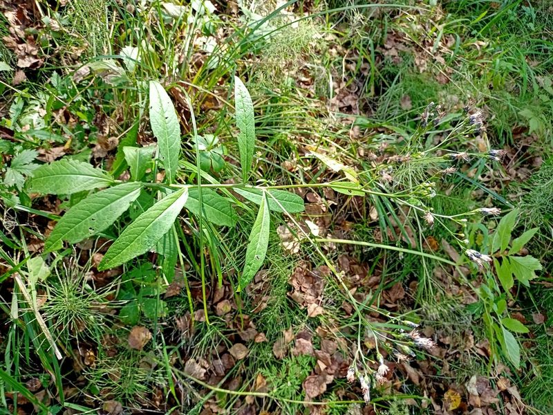 Saussurea parviflora, photographed by Владимир Преловский