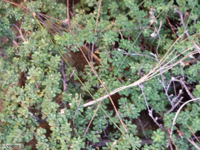 Cliffortia propinqua, photographed by Chris Vynbos