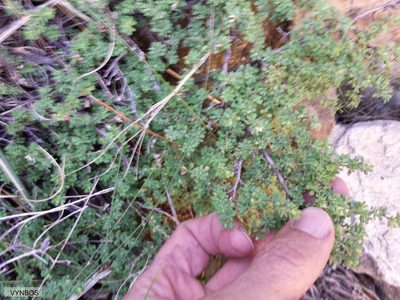 Cliffortia propinqua, photographed by Chris Vynbos
