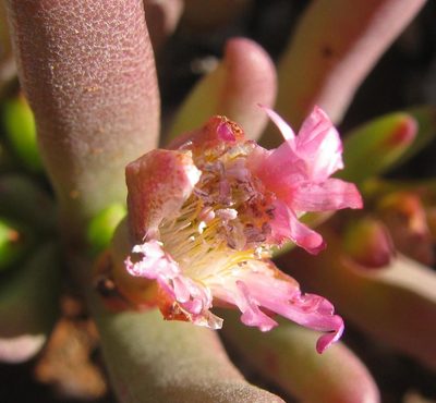 Cephalophyllum framesii, photographed by douglaseustonbrown