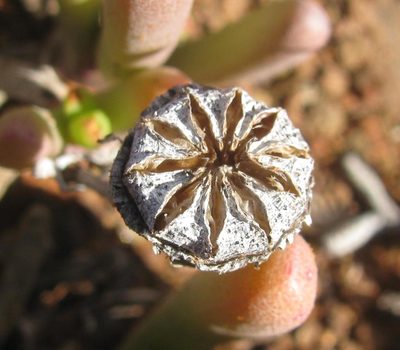 Cephalophyllum framesii, photographed by douglaseustonbrown