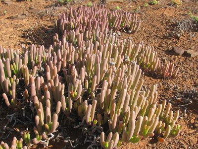 Cephalophyllum framesii, photographed by douglaseustonbrown