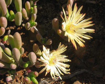 Cephalophyllum framesii, photographed by douglaseustonbrown