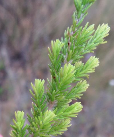 Erica opulenta, photographed by Nicola van Berkel