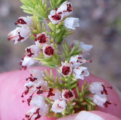 Erica opulenta, photographed by Nicola van Berkel