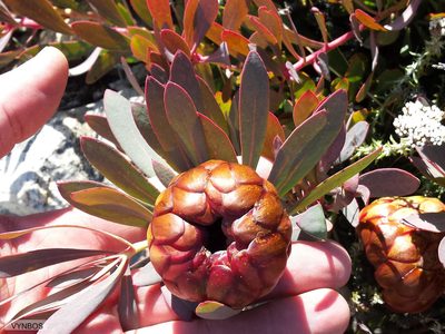 Protea effusa, photographed by Chris Vynbos