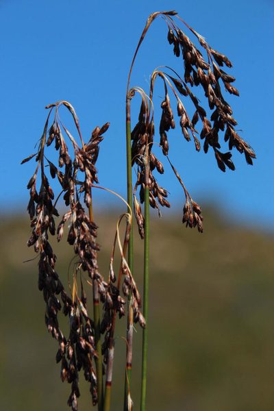 Rhodocoma fruticosa, photographed by Tony Rebelo