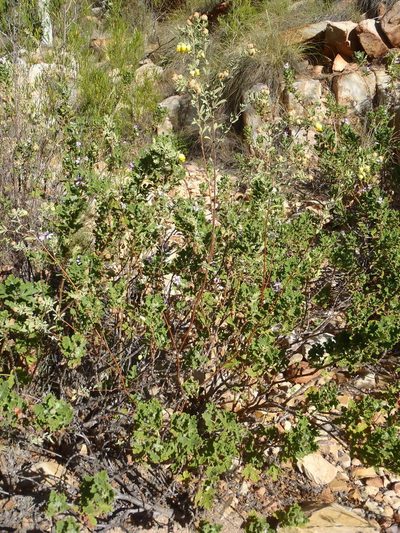 Hermannia mucronulata, photographed by Nicola van Berkel