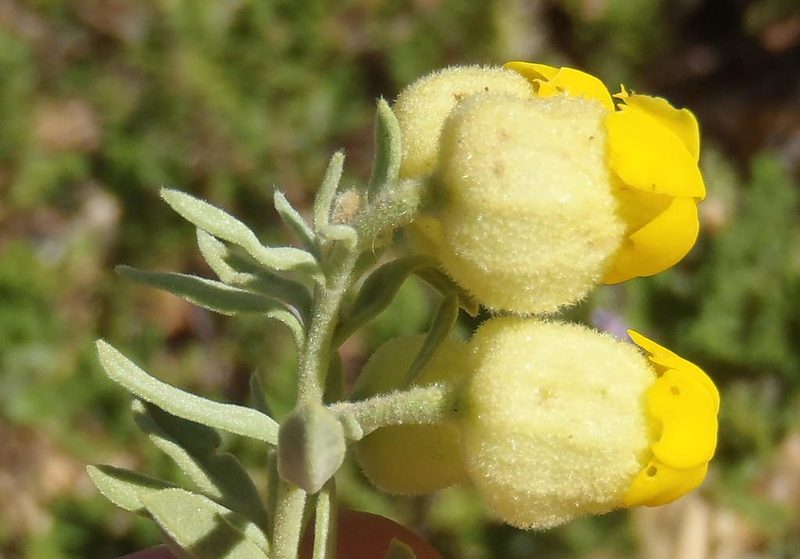 Hermannia mucronulata, photographed by Nicola van Berkel
