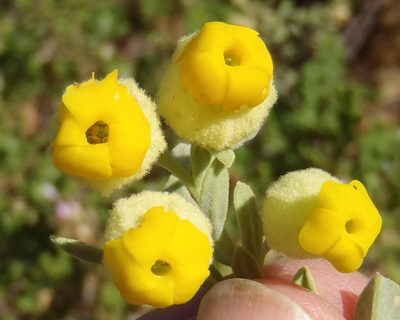 Hermannia mucronulata, photographed by Nicola van Berkel