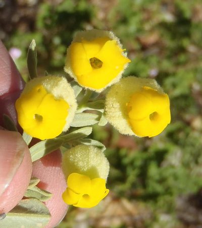 Hermannia mucronulata, photographed by Nicola van Berkel