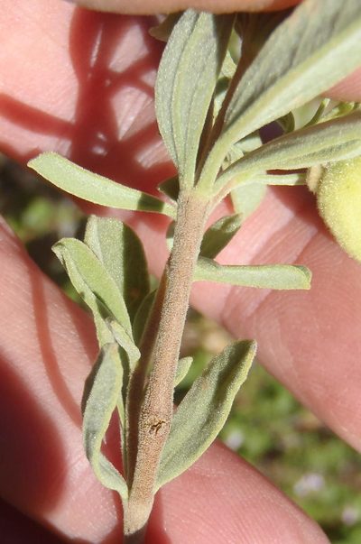 Hermannia mucronulata, photographed by Nicola van Berkel