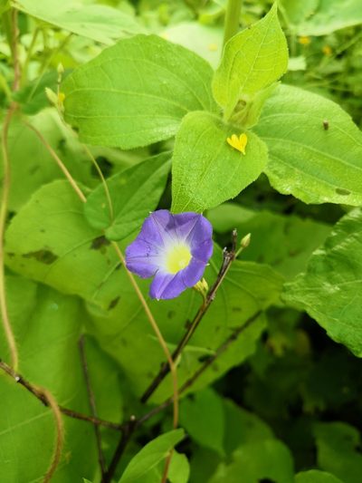 Ipomoea aristolochiifolia, photographed by Ana Nuño