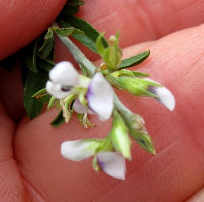 Psoralea spissa, photographed by Di Turner