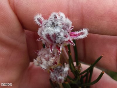 Serruria linearis, photographed by Chris Vynbos