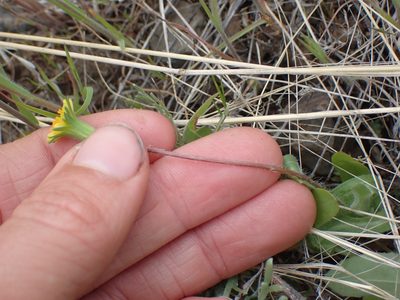 Agoseris heterophylla, photographed by Ellyne Geurts