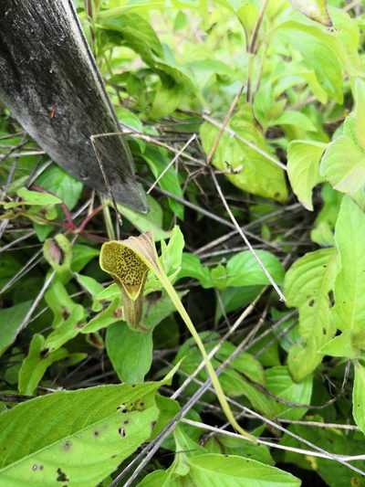 Aristolochia pringlei, photographed by Ana Nuño