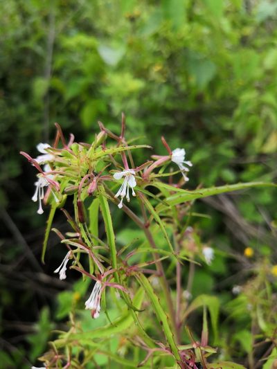 Gongylocarpus rubricaulis, photographed by Ana Nuño