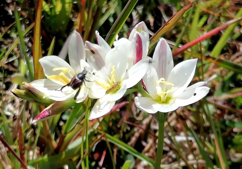 Geissorhiza imbricata, photographed by flamelily