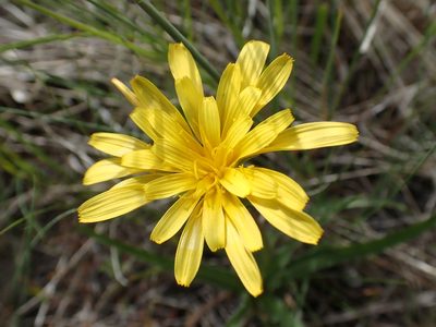 Nothocalais troximoides, photographed by Ellyne Geurts