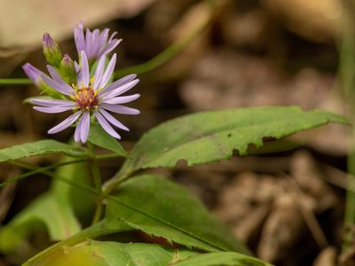 Eurybia conspicua, photographed by Kathlin Simpkins