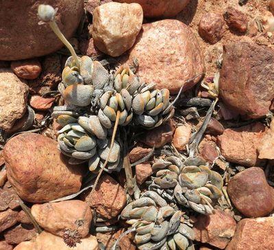 Crassula tecta, photographed by Di Turner