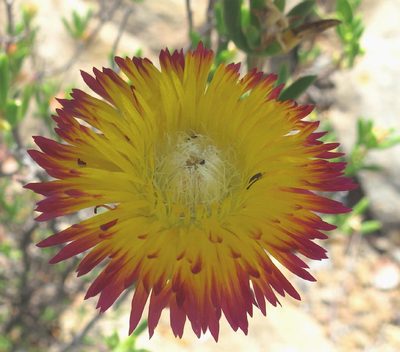Drosanthemum bicolor, photographed by Di Turner