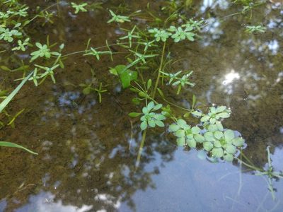Callitriche palustris, photographed by Вера