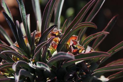 Euphorbia clandestina, photographed by Tony Rebelo
