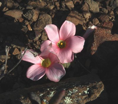 Oxalis convexula, photographed by Tony Rebelo
