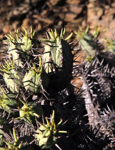 Euphorbia pseudoglobosa, photographed by Tony Rebelo