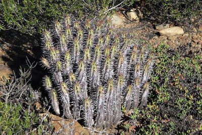 Euphorbia pseudoglobosa, photographed by Tony Rebelo
