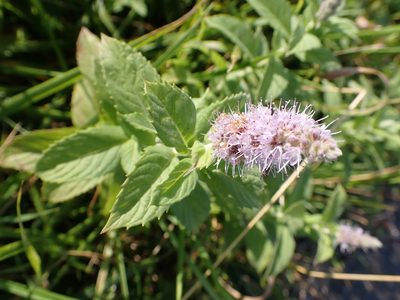 Mentha longifolia, photographed by Jean-Paul Boerekamps