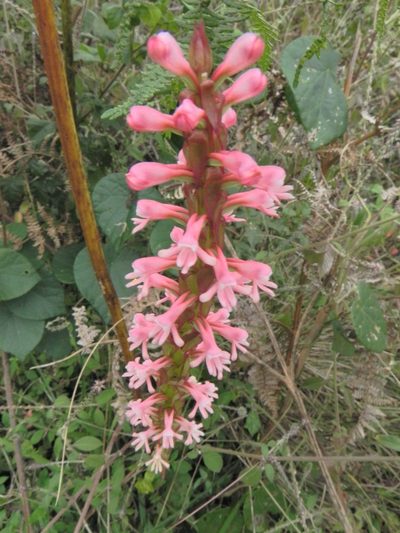 Satyrium macrophyllum, photographed by Peter Warren