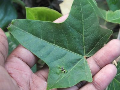 Aleurites moluccanus, photographed by Lsf