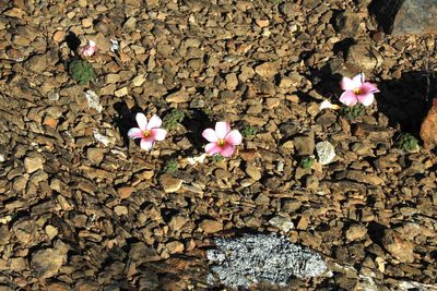 Oxalis convexula, photographed by Tony Rebelo