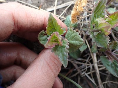Agastache urticifolia, photographed by Ellyne Geurts