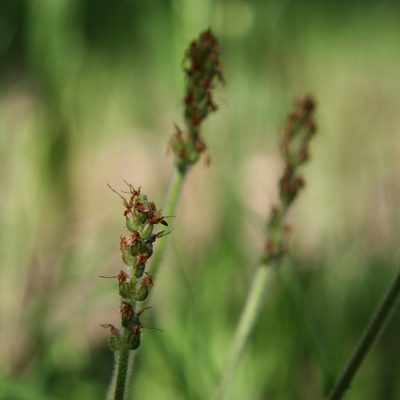 Plantago varia, photographed by yatesy