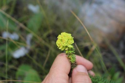 Euphorbia genistoides, photographed by Brian du Preez