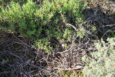 Delosperma subincanum, photographed by Tony Rebelo