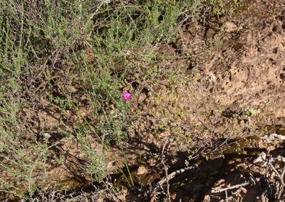 Drosanthemum karrooense, photographed by Tony Rebelo