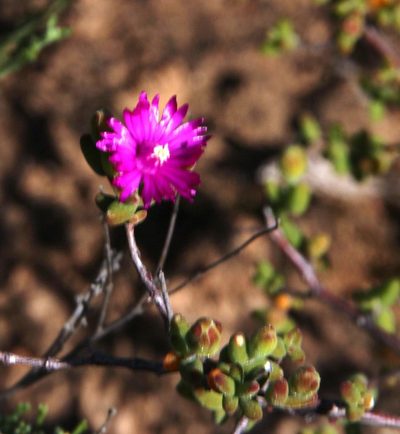 Drosanthemum karrooense, photographed by Tony Rebelo