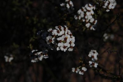Eriocephalus aromaticus, photographed by Tony Rebelo