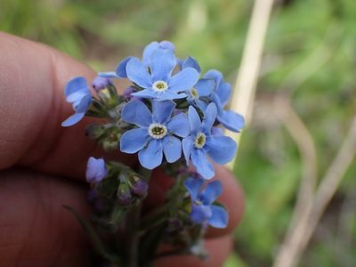 Hackelia micrantha, photographed by Ellyne Geurts