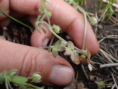 Nemophila breviflora, photographed by Ellyne Geurts